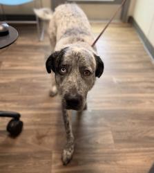 Shelter Stray Male Dog last seen Fairmount Avenue, San Diego, CA, 92105, 5500 Gaines St, San Diego, CA 92110, USA