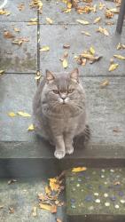 Lost Male Cat last seen Dovedale road, West Midlands, England 