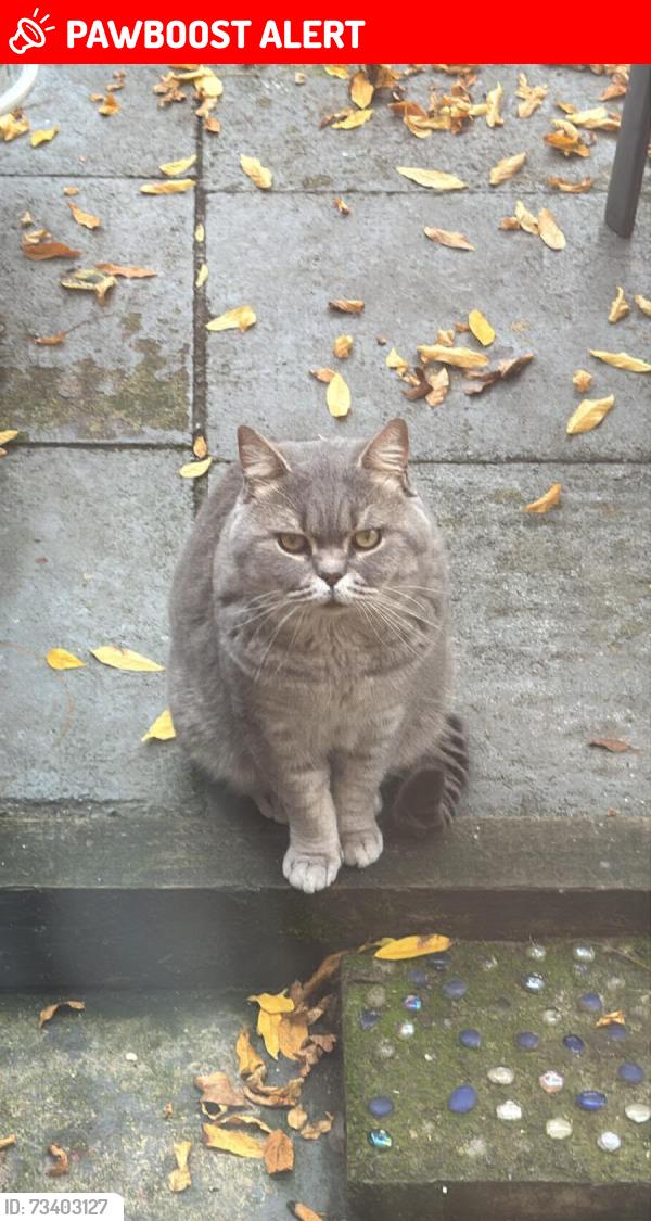 Lost Male Cat last seen Dovedale road, West Midlands, England 