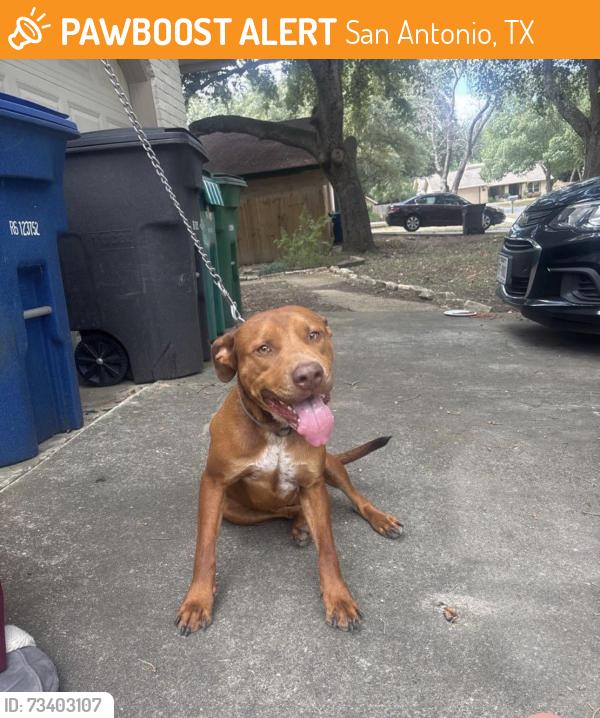 Found/Stray Male Dog last seen Fox Run Neighborhood, San Antonio, TX 78247