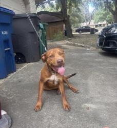 Found/Stray Male Dog last seen Fox Run Neighborhood, San Antonio, TX 78247