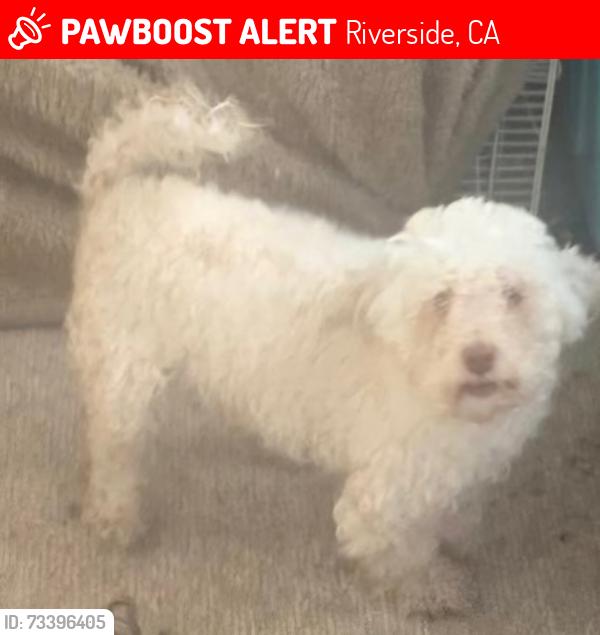 Lost Male Dog last seen Norwood ave riversade california, Riverside, CA 92505