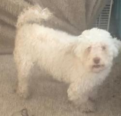 Lost Male Dog last seen Norwood ave riversade california, Riverside, CA 92505