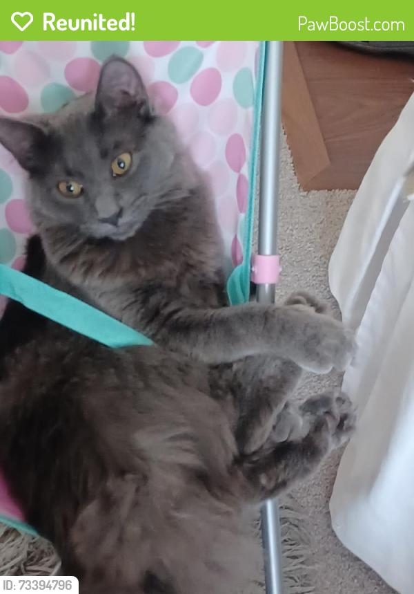 Reunited Female Cat last seen Not sure, Waltham, MA 02453