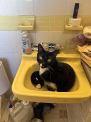 Reunited Male Cat last seen Lytton Road near raceway Baptist Church, Melbourne, FL 32935