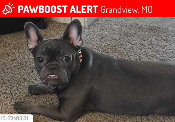 Lost Female Dog last seen 149th St and White St & 149th St and Bellaire Ave, Grandview, MO 64030