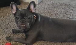 Lost Female Dog last seen 149th St and White St & 149th St and Bellaire Ave, Grandview, MO 64030