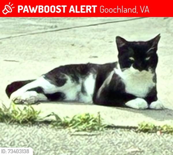 Lost Male Cat last seen Fairground road Goochland, Goochland, VA 23063