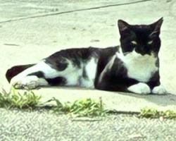 Lost Male Cat last seen Fairground road Goochland, Goochland, VA 23063