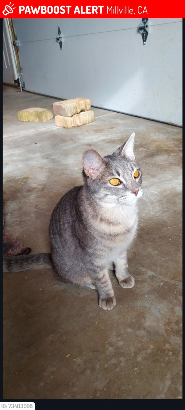 Lost Female Cat last seen Near millville vet clinic, near the bridge going over cow creek, Millville, CA 96062