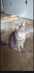 Lost Female Cat last seen Near millville vet clinic, near the bridge going over cow creek, Millville, CA 96062