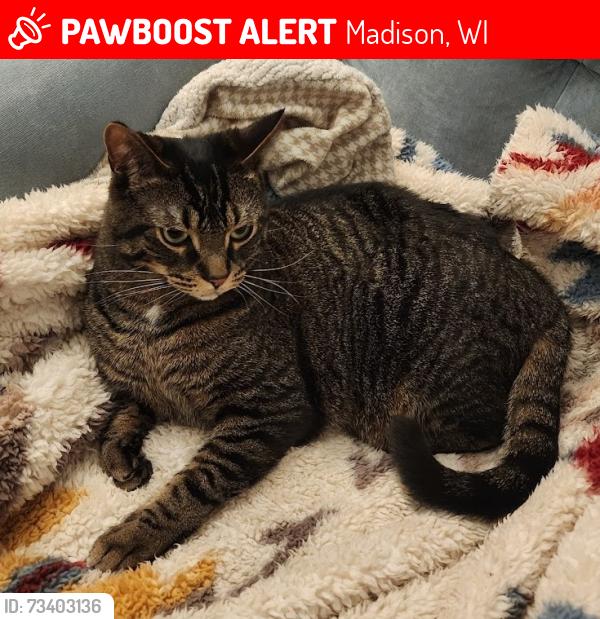 Lost Male Cat last seen Village Lane and Sunbrook Road, Madison, WI 53704