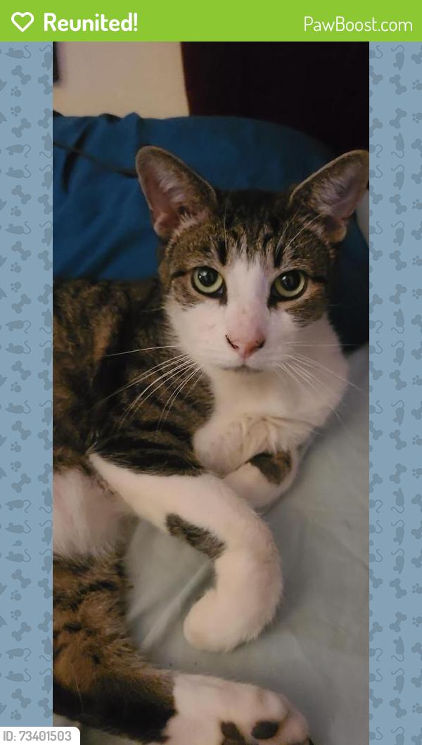 Reunited Male Cat last seen Irving Street, Rahway, NJ 07065