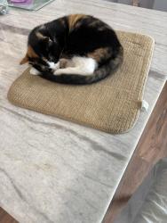 Lost Female Cat last seen Crown Ave/Alder St, Scranton, PA 18505