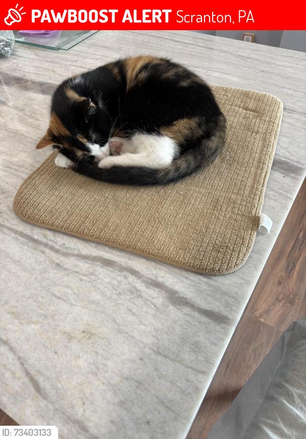 Lost Female Cat last seen Crown Ave/Alder St, Scranton, PA 18505