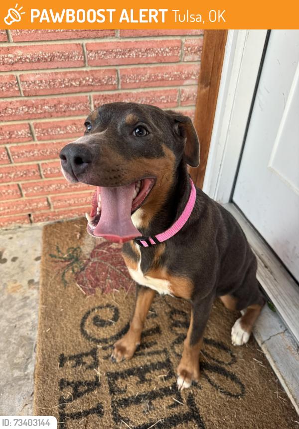 Found/Stray Female Dog last seen Melinda Park Neighborhood, Tulsa, OK 74116
