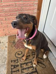 Found/Stray Female Dog last seen Melinda Park Neighborhood, Tulsa, OK 74116