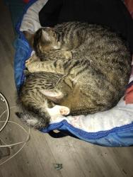 Lost Female Cat last seen 95st and 117ave, Edmonton, AB T5G 1P9