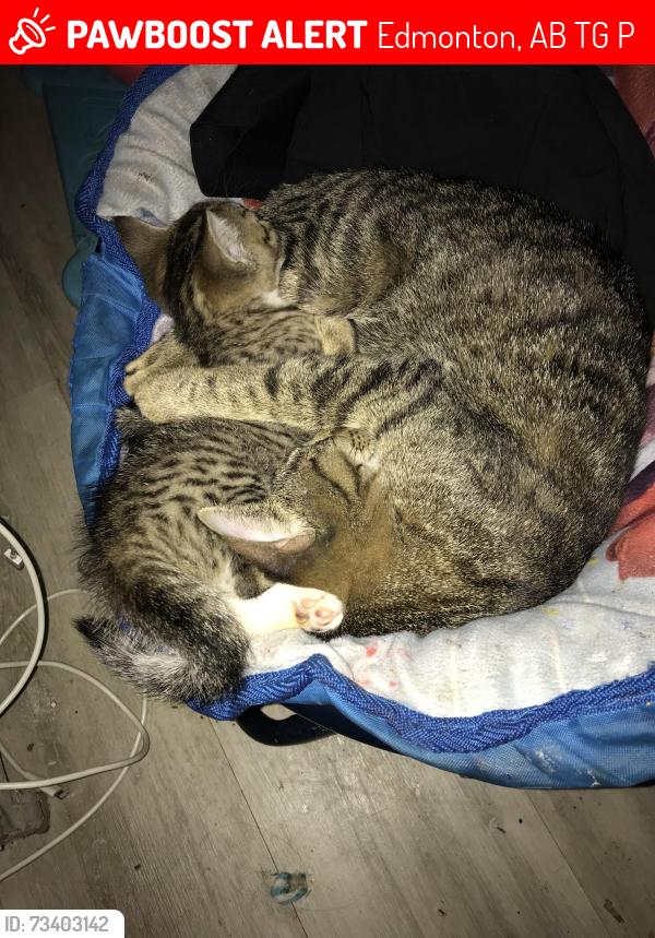 Lost Female Cat last seen 95st and 117ave, Edmonton, AB T5G 1P9