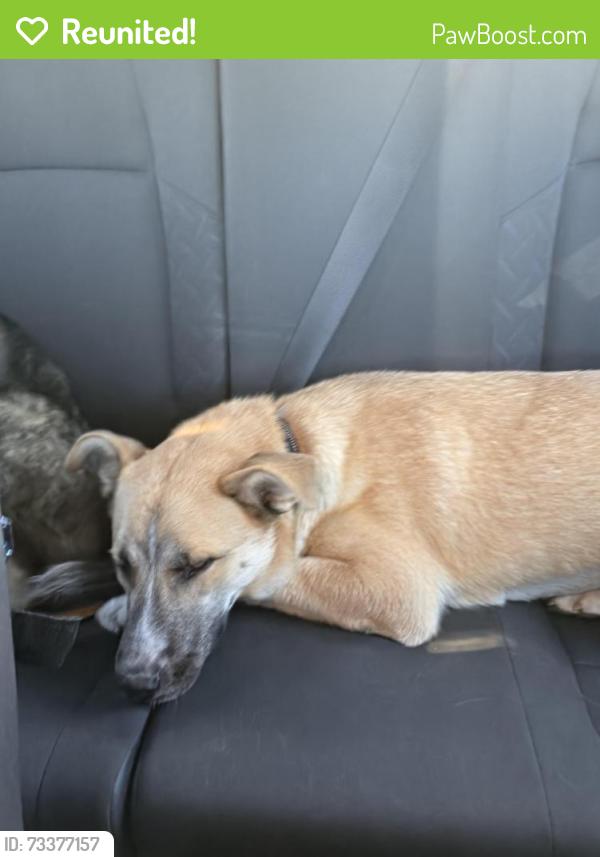 Reunited Female Dog last seen Waalew and Dale Evans, Apple Valley, CA 92307