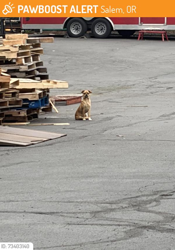 Found/Stray Unknown Dog last seen Hawthorne av ne & pipebend 3300, Salem, OR 97301