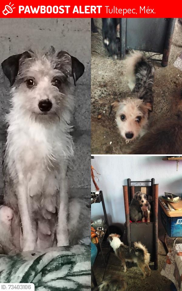Lost Female Dog last seen Av. Tamaulipas colonia el quemado y alrededores, Tultepec, Méx. 