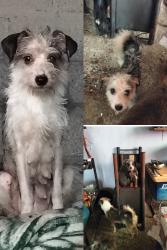 Lost Female Dog last seen Av. Tamaulipas colonia el quemado y alrededores, Tultepec, Méx. 