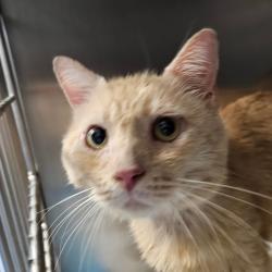 Shelter Stray Male Cat last seen , 980 Guilford College Rd, Greensboro, NC 27409, USA