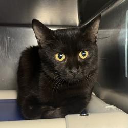 Shelter Stray Unknown Cat last seen , 4575 E Mesquite Ave, Palm Springs, CA 92264, USA