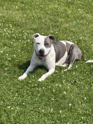 Lost Male Dog last seen Pennington road and highway 32, Noblesville, IN 46060