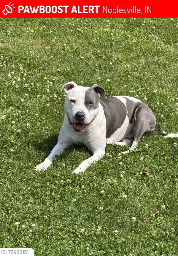 Lost Male Dog last seen Pennington road and highway 32, Noblesville, IN 46060