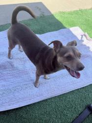 Reunited Female Dog last seen Clairemont Drive at Willamette, San Diego, CA 92101