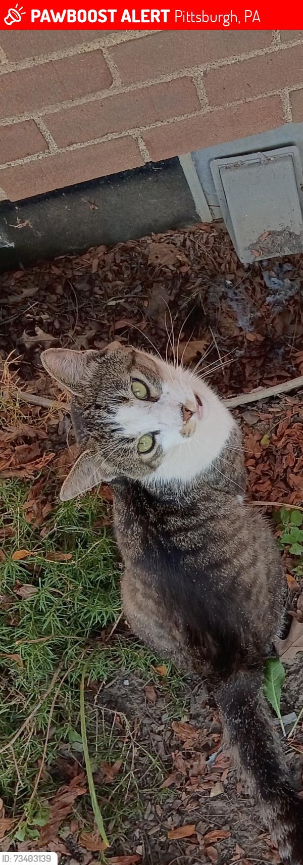 Lost Male Cat last seen Allendale Street and Francisco Street, in Sheraden, Pgh., PA 15204, Pittsburgh, PA 15204