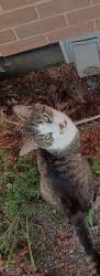 Lost Male Cat last seen Allendale Street and Francisco Street, in Sheraden, Pgh., PA 15204, Pittsburgh, PA 15204