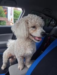 Found/Stray Male Dog last seen Emerald Pointe senior living, Keizer, OR 97303