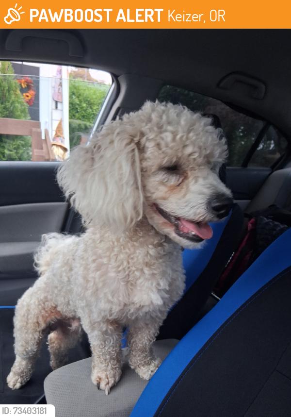 Found/Stray Male Dog last seen Emerald Pointe senior living, Keizer, OR 97303
