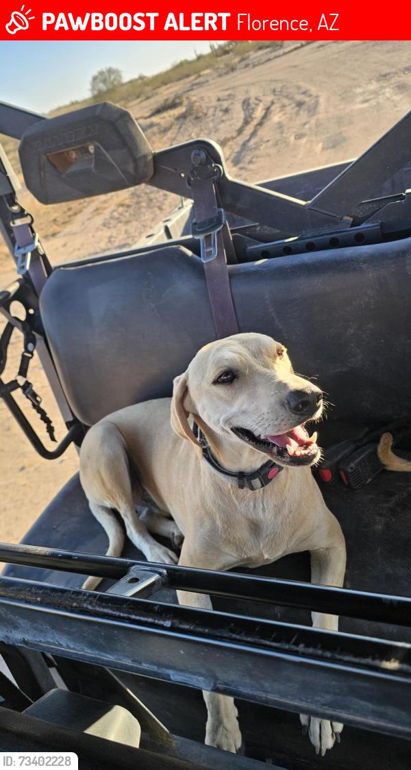 Lost Male Dog last seen East diversion dam rd east of the I 79, Florence, AZ 85132