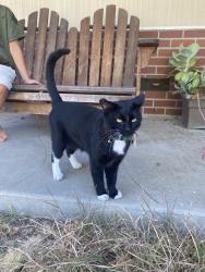 Reunited Male Cat last seen Fairwood Way, Carmichael, CA 95608, USA, Carmichael, CA 95608