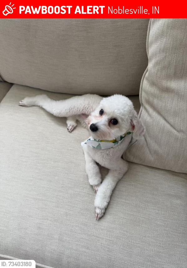 Lost Male Dog last seen Near red Clover Ln, Noblesville, IN 46062