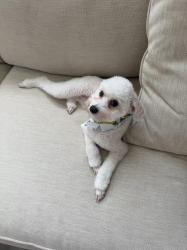 Lost Male Dog last seen Near red Clover Ln, Noblesville, IN 46062