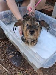 Found/Stray Female Dog last seen Burns Hill Rd, Liberty SC, Liberty, SC 29657