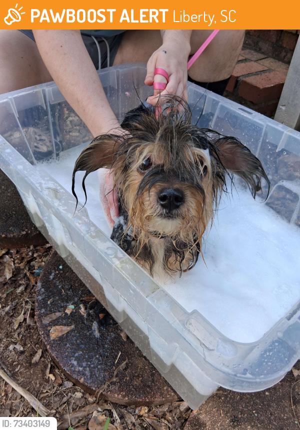 Found/Stray Female Dog last seen Burns Hill Rd, Liberty SC, Liberty, SC 29657