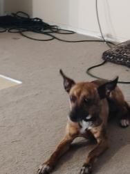 Lost Female Dog last seen Simpson Stuart and Bonnie view Rd, Dallas, TX 75241
