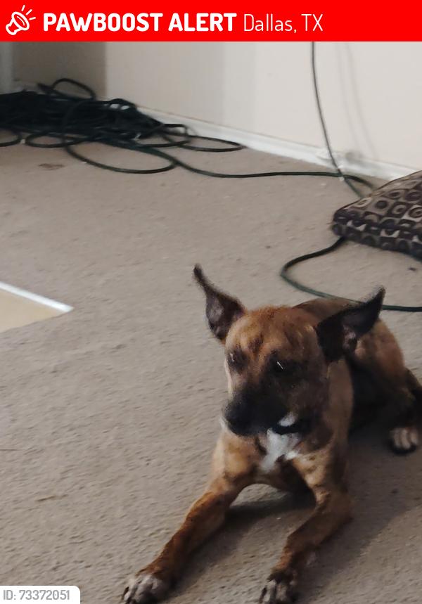 Lost Female Dog last seen Simpson Stuart and Bonnie view Rd, Dallas, TX 75241