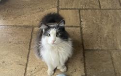 Lost Male Cat last seen Vista del verde, Riverside, CA 92509