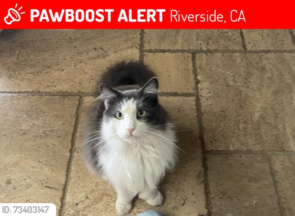 Lost Male Cat last seen Vista del verde, Riverside, CA 92509