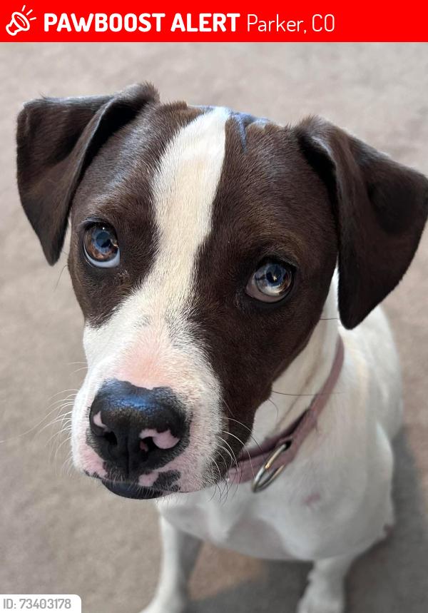 Lost Female Dog last seen Chambers and Cottonwood, Parker, CO 80134