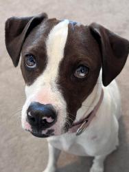 Lost Female Dog last seen Chambers and Cottonwood, Parker, CO 80134