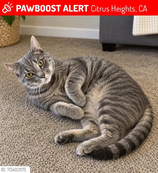 Lost Male Cat last seen Heights Church, Citrus Heights, CA 95610