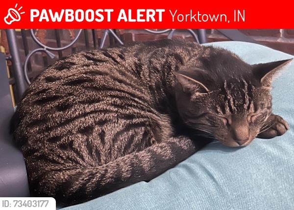 Lost Male Cat last seen Colony and Andrews Road in Woods, Yorktown, IN 47396